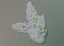Protozoários