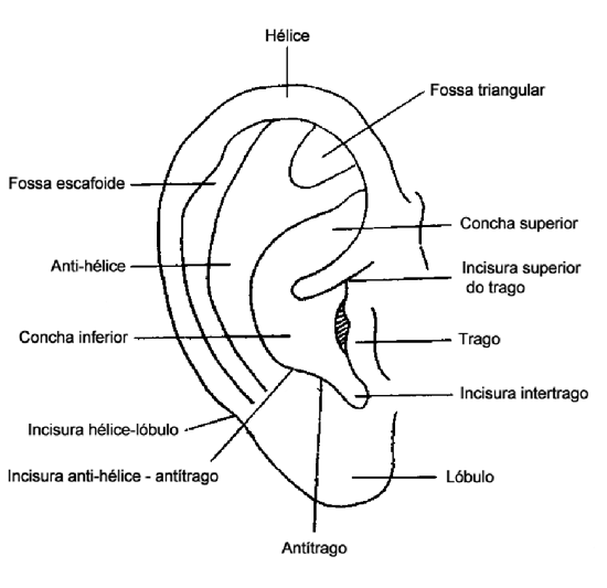 Áreas anatômicas da superfície anterior da orelha