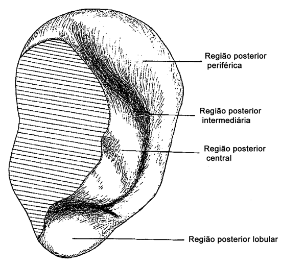 Áreas anatômicas da superfície posterior da orelha