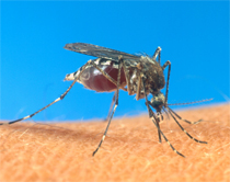 Dengue: mosquito <I>aedes aegypti</I>