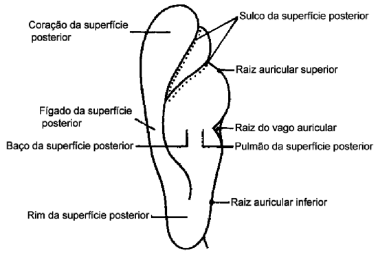 Pontos da superfície posterior da orelha